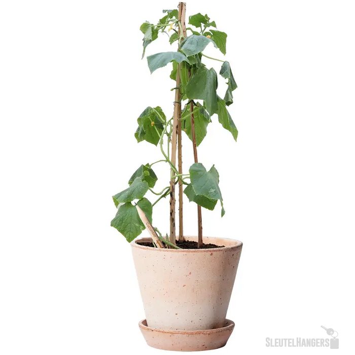 Sproutworld Sharpened Pencil Potlood Komkommer