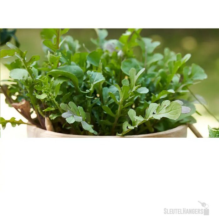 Sproutworld Sharpened Pencil Potlood Rucola