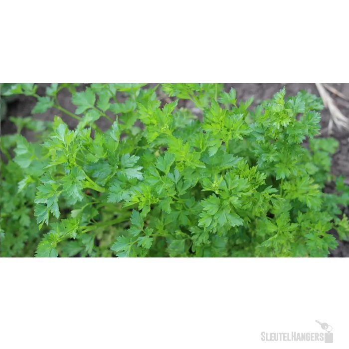 Sproutworld Sharpened Pencil Potlood Peterselie