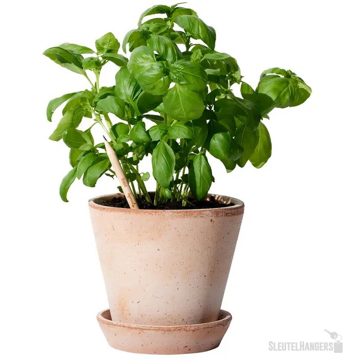 Sproutworld Sharpened Pencil Potlood Basil