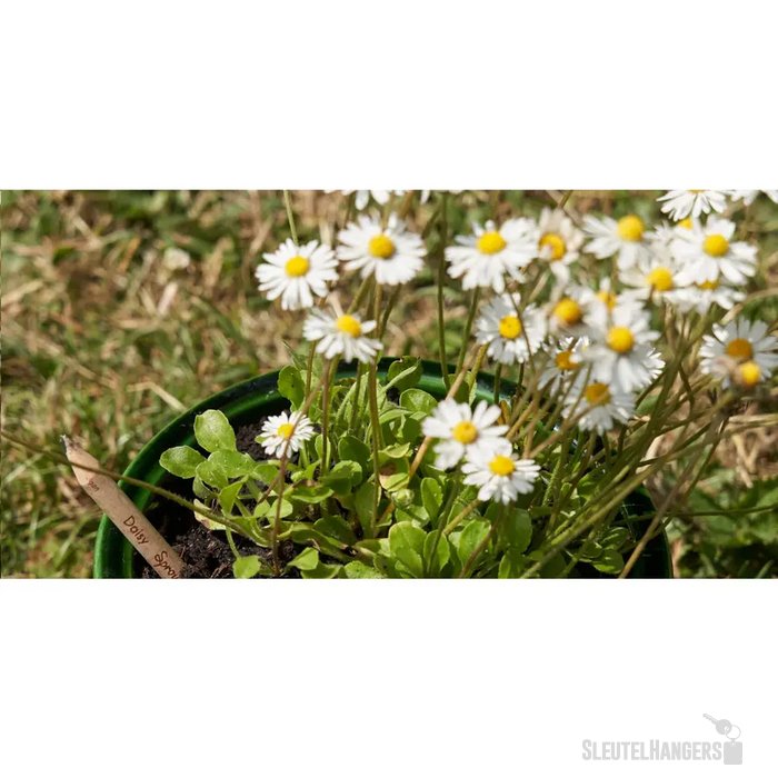 Sproutworld Sharpened Pencil Potlood Margriet