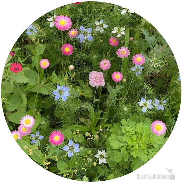 Bloemenzaad droogbloemen 4 gram Bruin